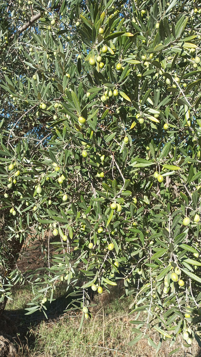 Olives vertes Lechin Olives vertes Lechin