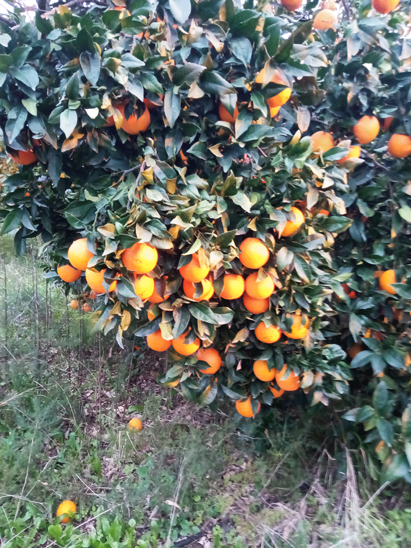 Ce mois-ci, visite des producteurs de fruits : les oranges Navelate encore sur l'arbre 